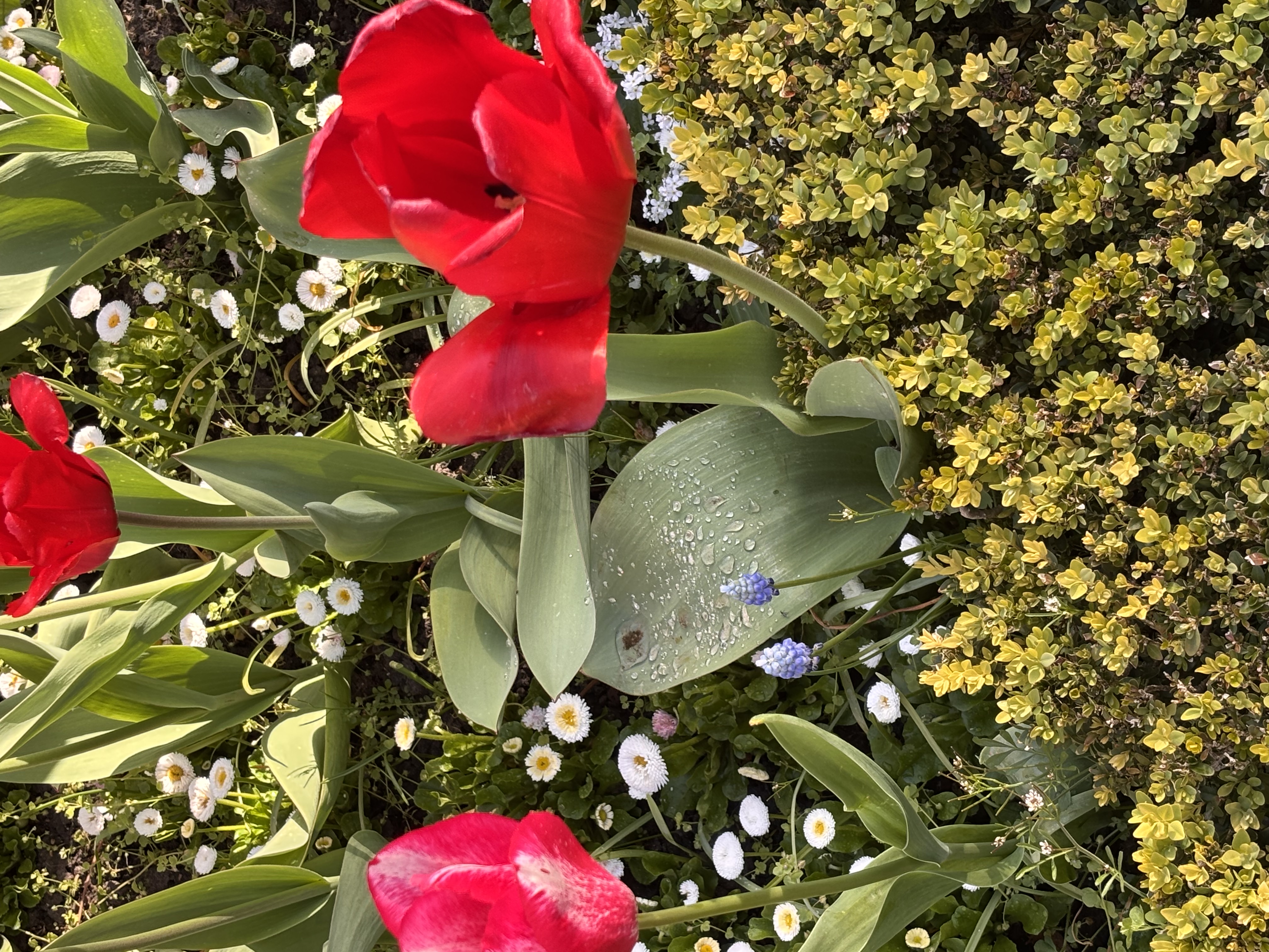 Flora and Fauna